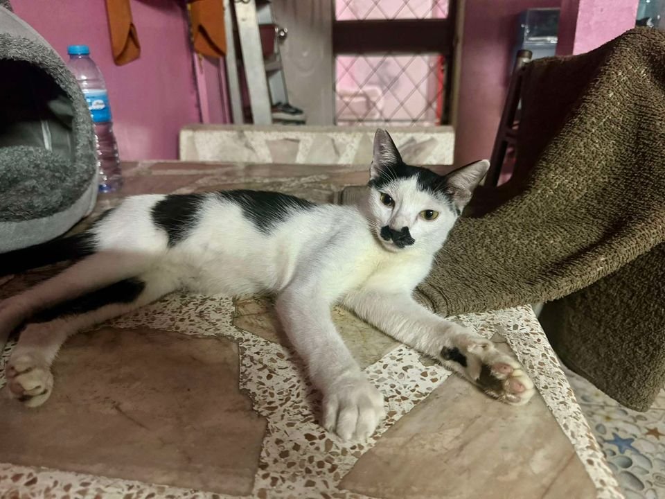 🏠หาบ้านให้น้องแมว🏠
น้องแมว ผู้ชาย อายุประมาณ3เดือน เชื่องติดคน 
น้องสนใจหาบ้านที่อบอุ่นดูแลจนถึงอายุไข
พิกัด อ่อนนุช44
ติดต่อ 0632659625