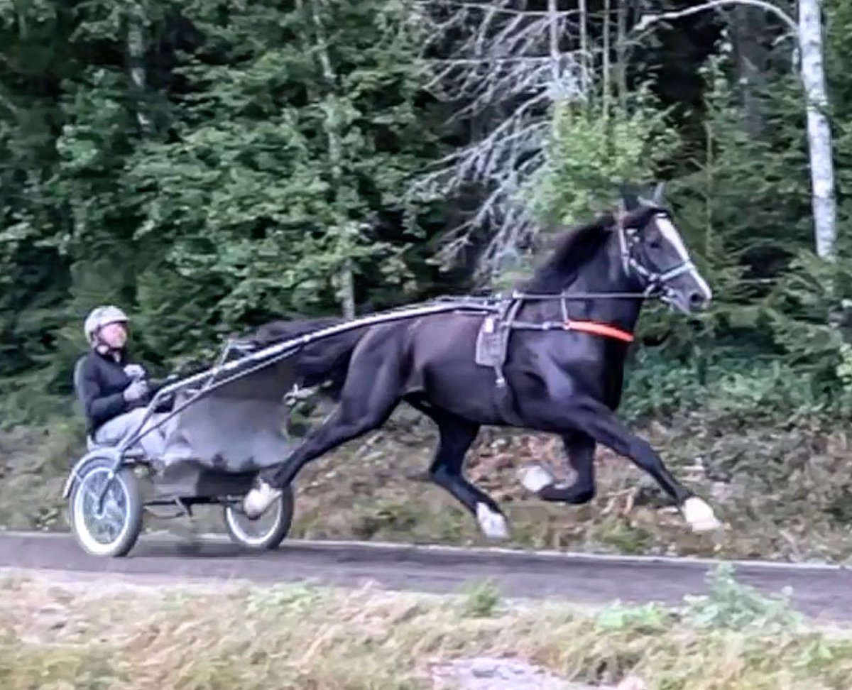 Om man får välja häst - då väljer jag Tekno Jerven. SM på lördag!