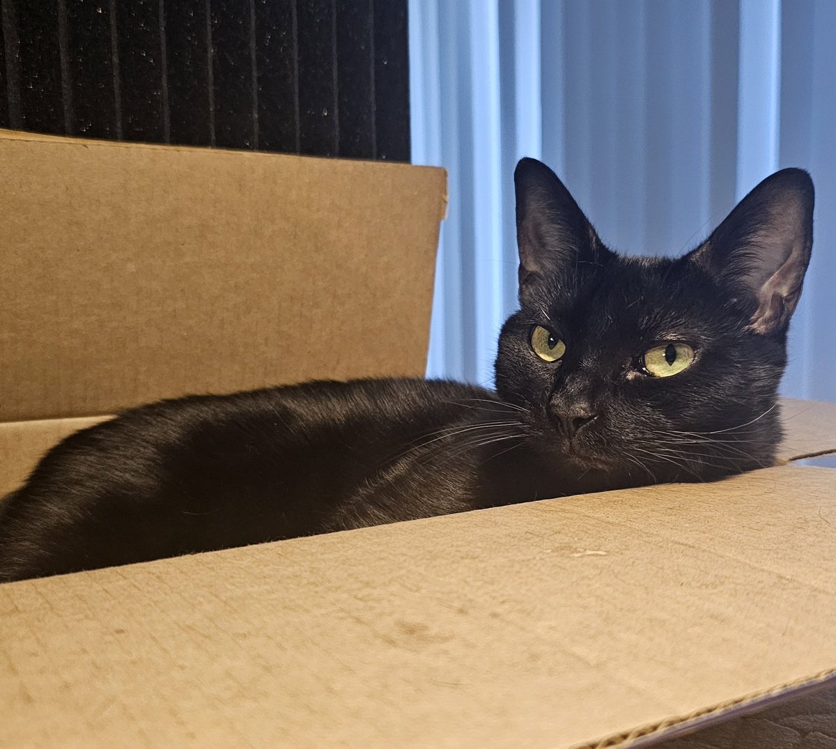 We are LIVE with our Happy hour stream!! Talking Stream schedule updates, discord updates, game trailers and maybe games? Twitch Streamer twitch.tv/weflaps