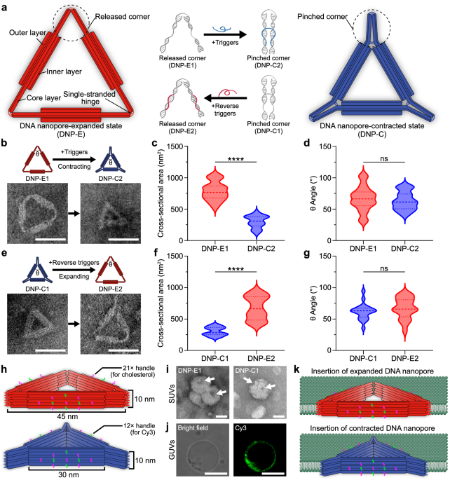 A lumen-tunable triangular DNA nanopore for molecular sensing and cross-membrane transport dlvr.it/TCFbMD nanotechnology