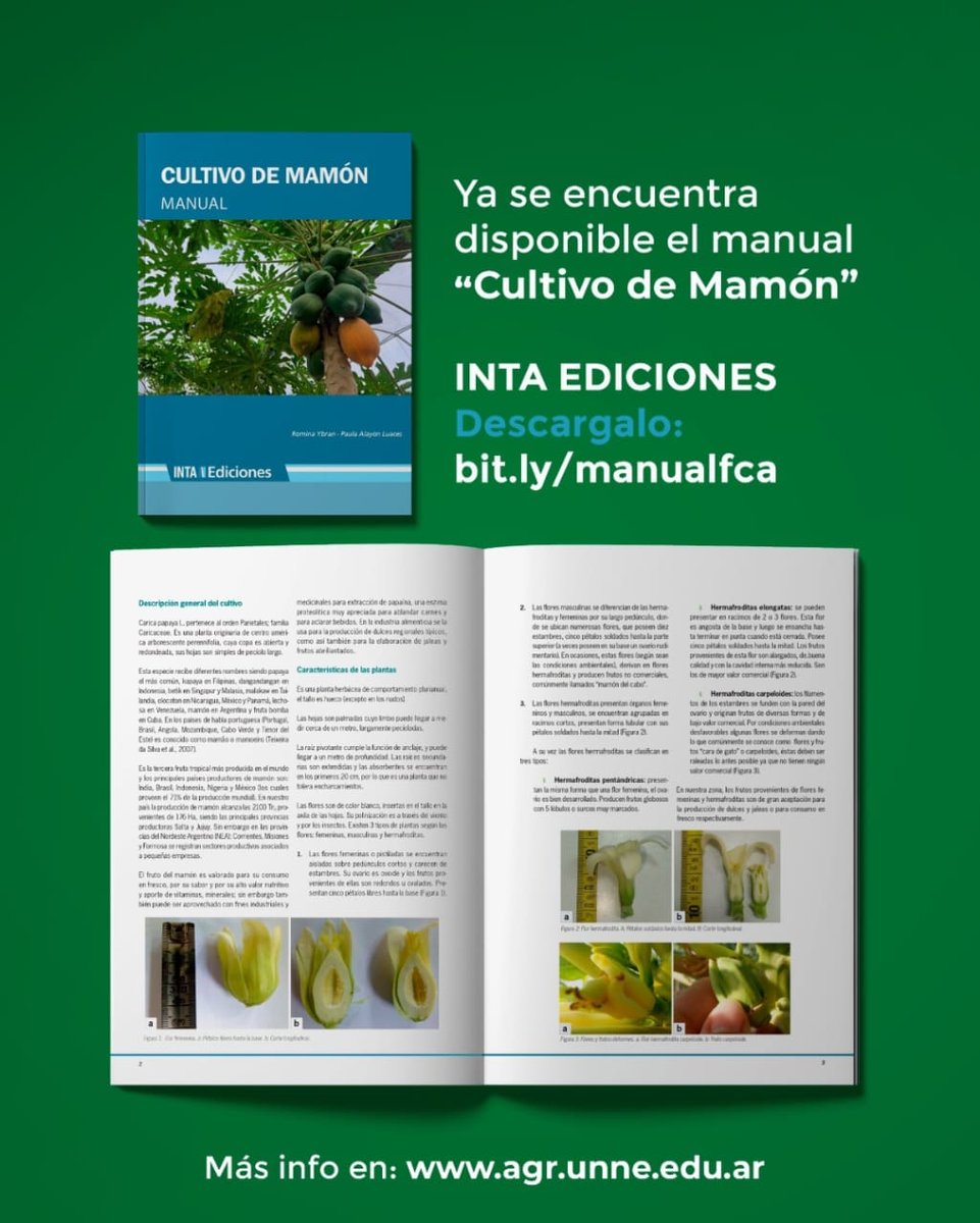 Excelente trabajo. Demostrando el potencial de la fruticultura en el Noreste de Argentina.
#frutatropical
#NEA