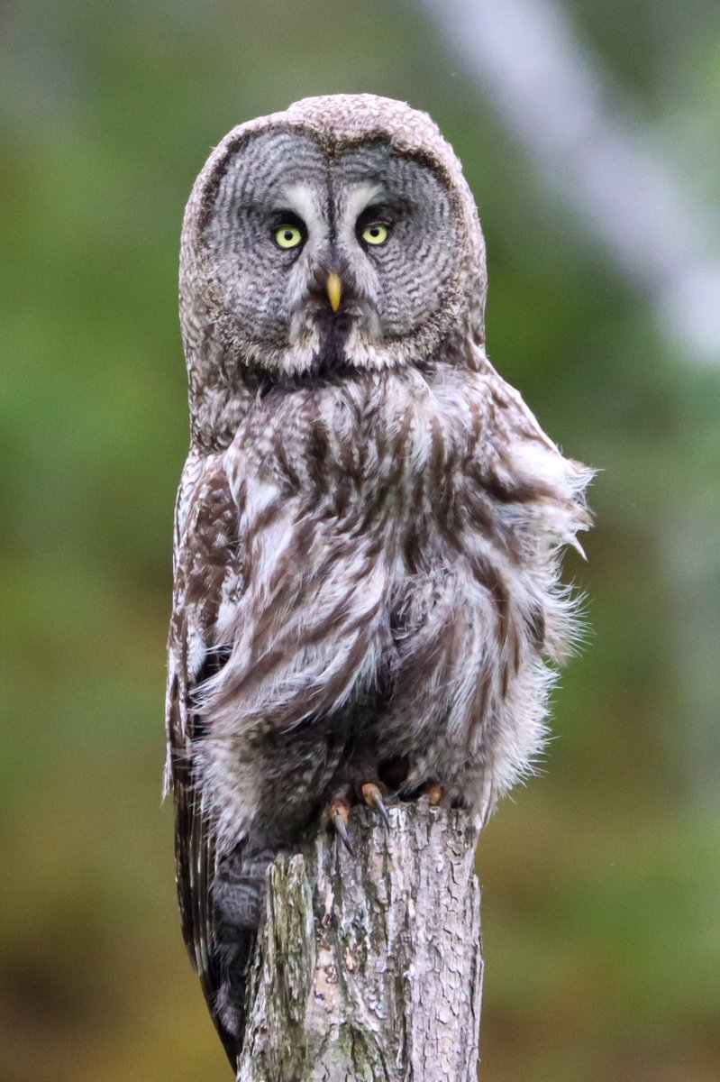 Harry Rice PhD tweet media