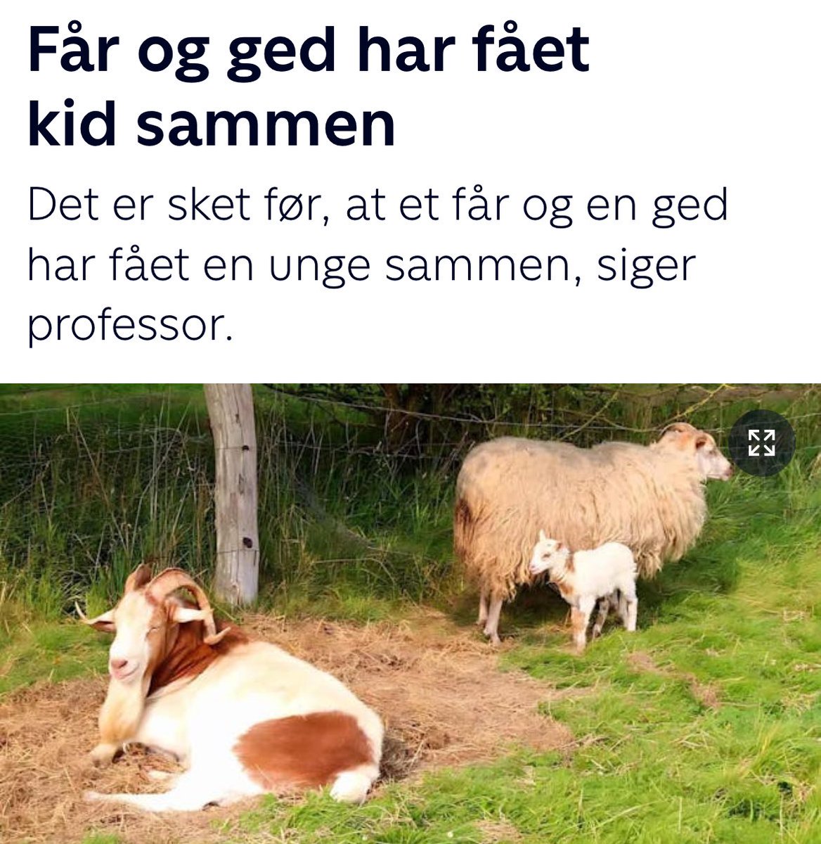 Mads Vendelin Olesen tweet media