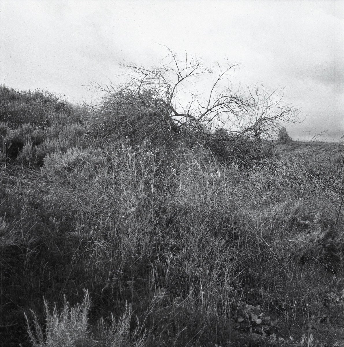 2020 • Orange, California