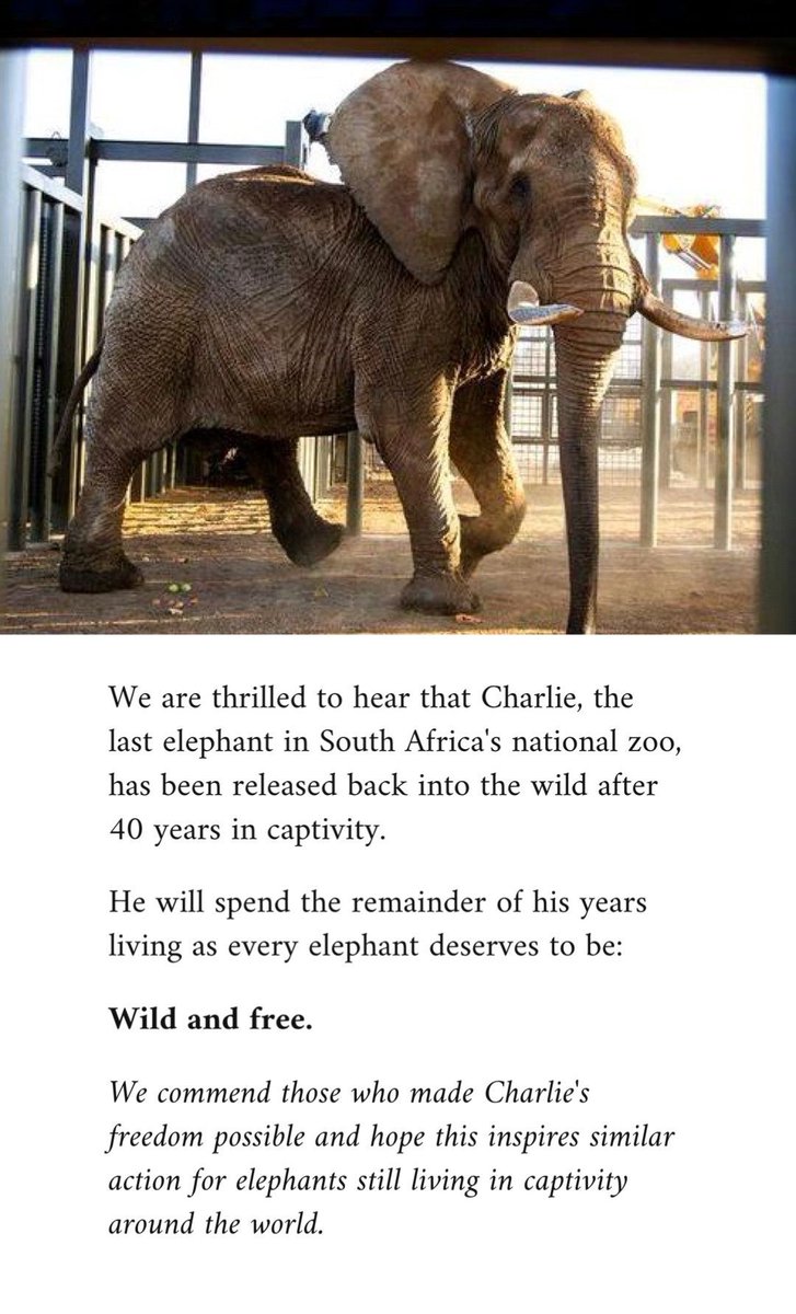 Sheldrick Wildlife Trust tweet media