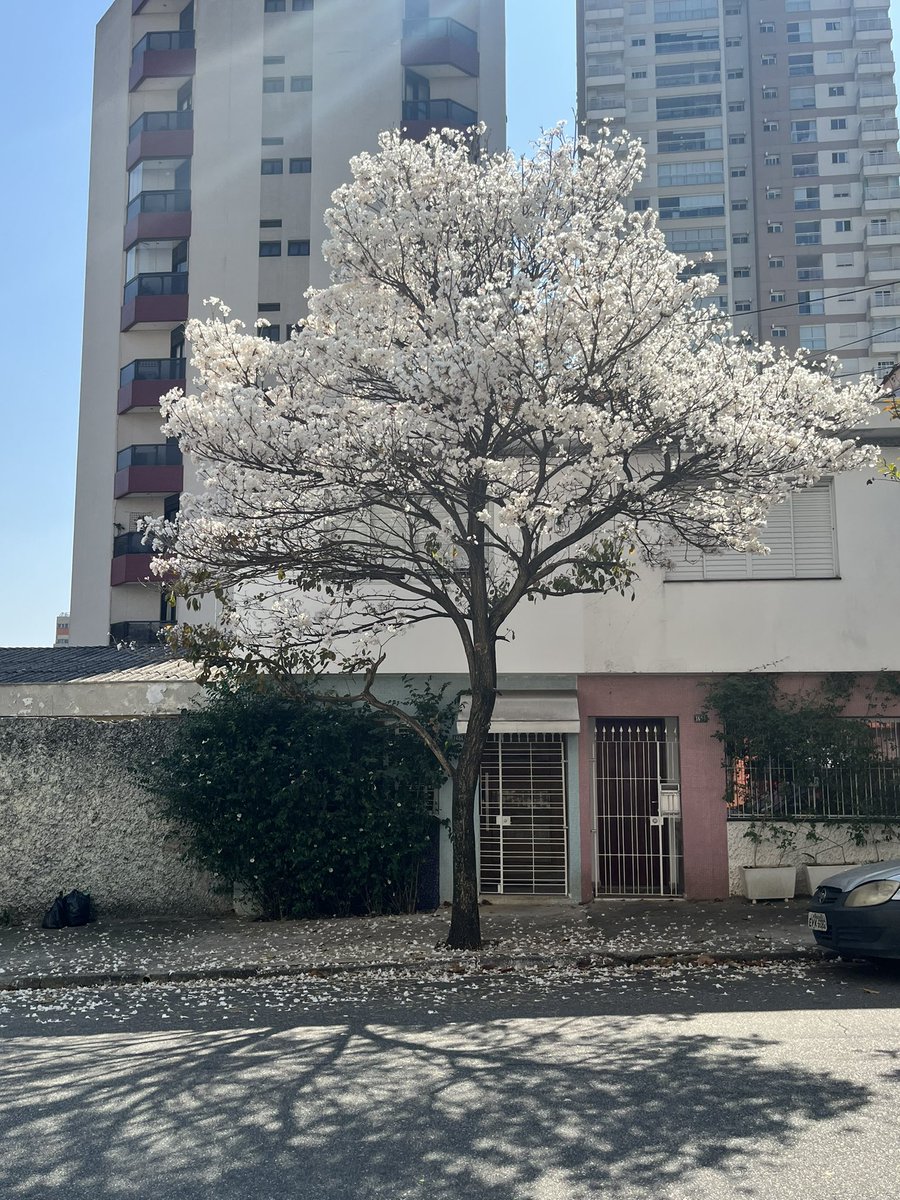 pulgapoffo's tweet photo. Ideia de date pra essa época do ano:

Vamos zanzar por SP pra ver Ipê? https://t.co/k9VUFRibCP