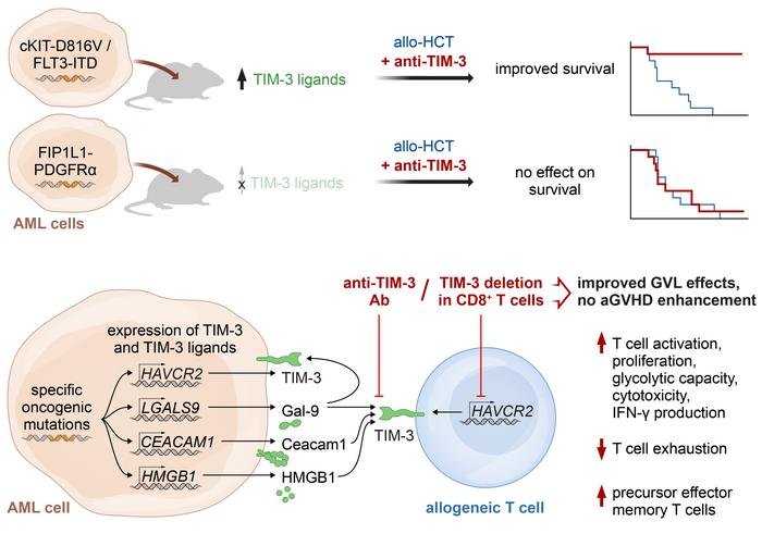 Nana Talvard-Balland (@nanatalvard) on Twitter photo Very happy to share our recent publication on Tim-3 blockade to reinvigorate allogeneic T cells in allotransplantation!
jci.org/articles/view/…
@LukasMBraun <a href="/KarenODixon/">Karen Dixon</a> <a href="/KuchrooLab/">Kuchroo Lab</a> <a href="/livius_tacitus/">Livius Penter</a> Very happy to share our recent publication on Tim-3 blockade to reinvigorate allogeneic T cells in allotransplantation!
jci.org/articles/view/…
@LukasMBraun <a href="/KarenODixon/">Karen Dixon</a> <a href="/KuchrooLab/">Kuchroo Lab</a> <a href="/livius_tacitus/">Livius Penter</a>