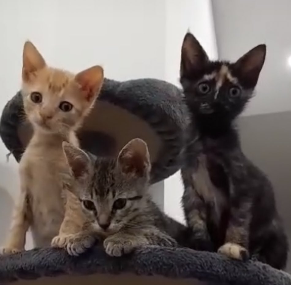 Neinei_rescue's tweet photo. Puedes hacer dos cosas:

1. Pasar de este tweet
2. Adoptar a esta carey y llamarle Flecha. https://t.co/AjSiZVseAW