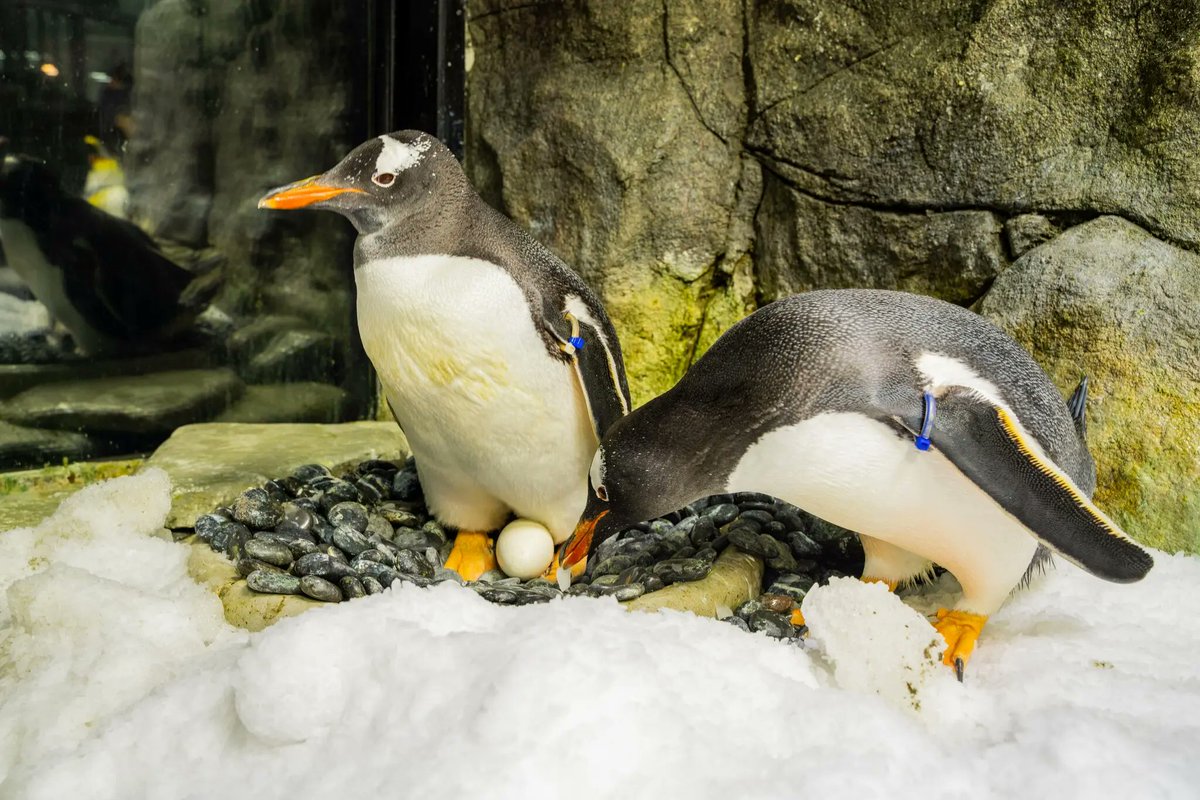 TheUnrealDougP's tweet photo. @miguelmarquez #Magic #SphenandMagic
To help him mourn the loss, the aquarium said that it took Magic, who turns 9 this year, to see #Sphen after he died. He started singing. The rest of the colony joined in. https://t.co/Sc4TJq2kdQ