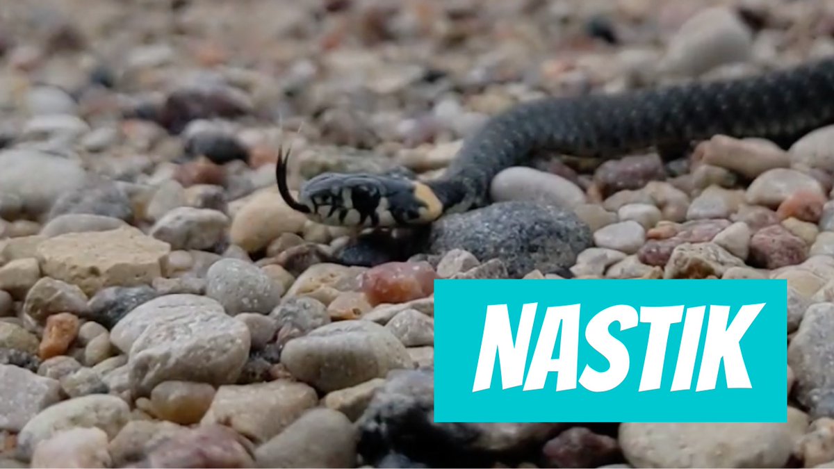 Harilik nastik (Natrix natrix; Grass snake)
youtube.com/shorts/-Y0DSNr…

🎥 Joosep Sarapuu
📍#Eesti, #Valga maakond, #Tõrva vald
🕐 2024-08-13

#Hariliknastik #Natrixnatrix #Grasssnake #nastik #snake #uss #roomaja