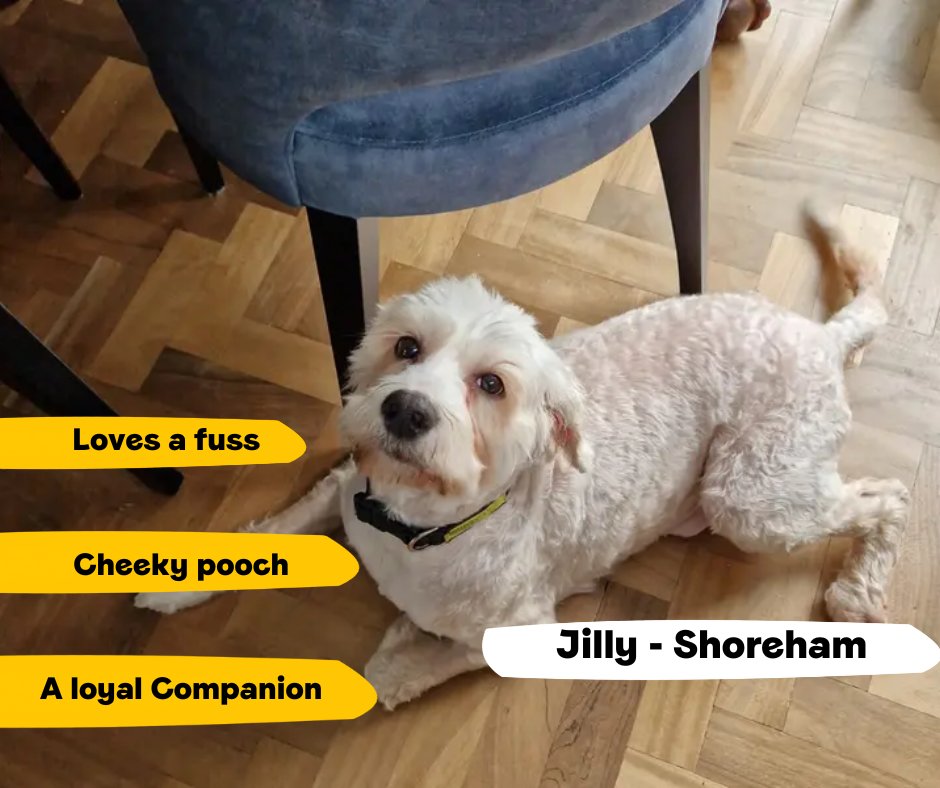 DogsTrust's tweet photo. This friendly girl adores a fuss from her favourite people. She can take a little while to come out of her shell so will need patient and understanding adopters to help her build her confidence. You will soon see her cheeky, playful side!💛
@DT_Shoreham📍 https://t.co/BelG6ikMBb https://t.co/z07frayNzN