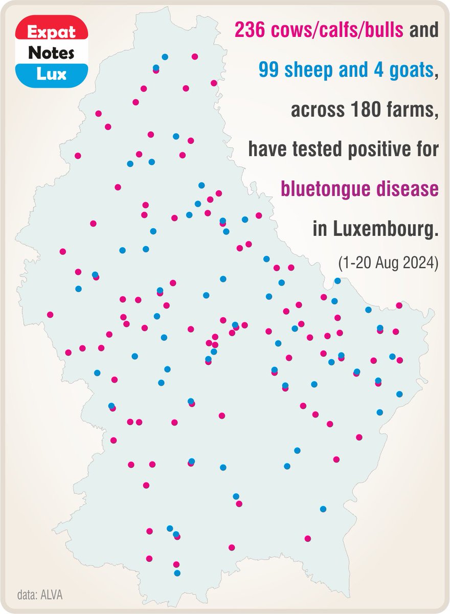 At least 339 animals tested positive for '#bluetongue disease' in #Luxembourg between 1 and 20 August 2024. 

#ExpatNotesLux24H1445 #ExpatNotesLux #ClimateChange <a href="/gouv_lu/">GouvernementLU</a>