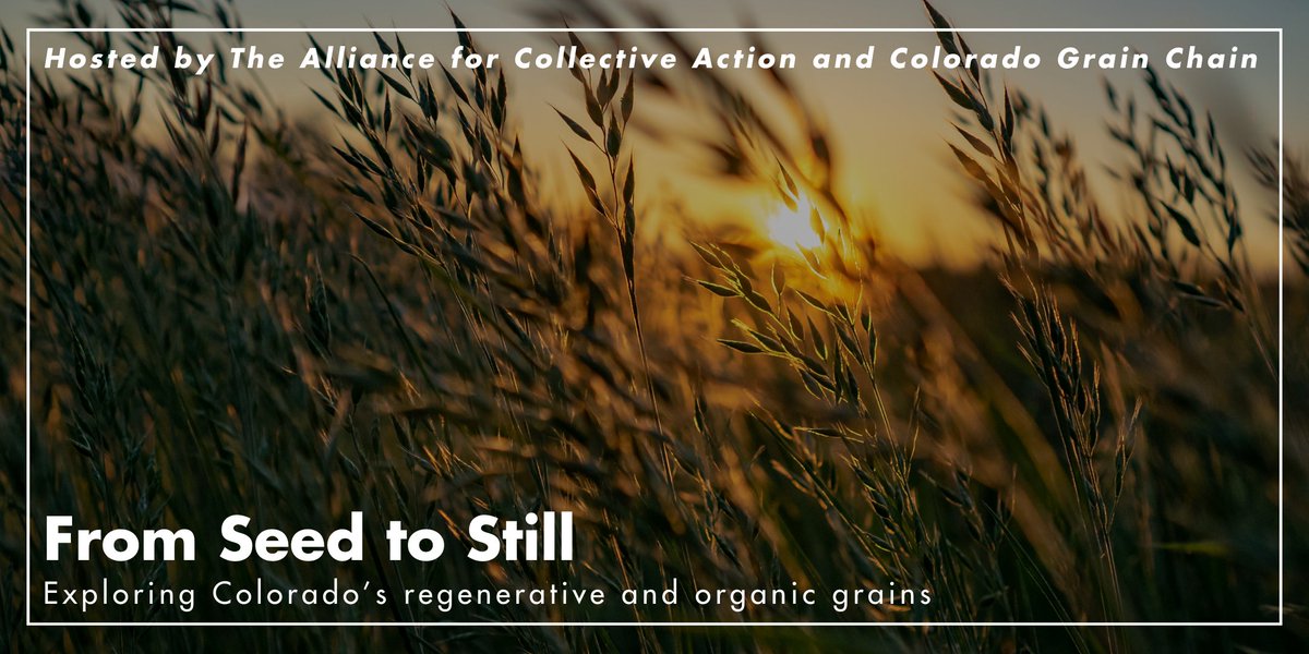 Join us on September 28th to celebrate Colorado grains! 🌾 Walk through fields of millet and corn, witness cold milling in action, enjoy a tasty bite of heirloom wheat pasta, and end the day enjoying spent-grain from Colorado breweries. 🍻 

Register: ow.ly/woSX50SXS5Q