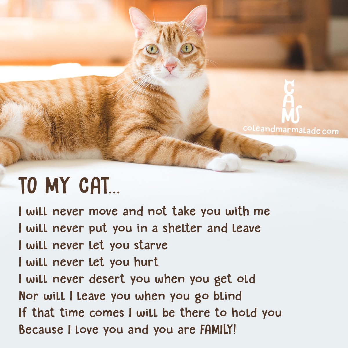 ColeTheBlackCat's tweet photo. Cats are FAMILY! 🥰

#CatsAreFamily #CatsOfX https://t.co/LkaA4nG9iR