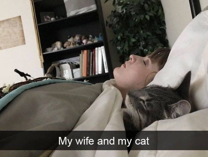 PostsOfCats's tweet photo. https://t.co/hCxVjZAfOi