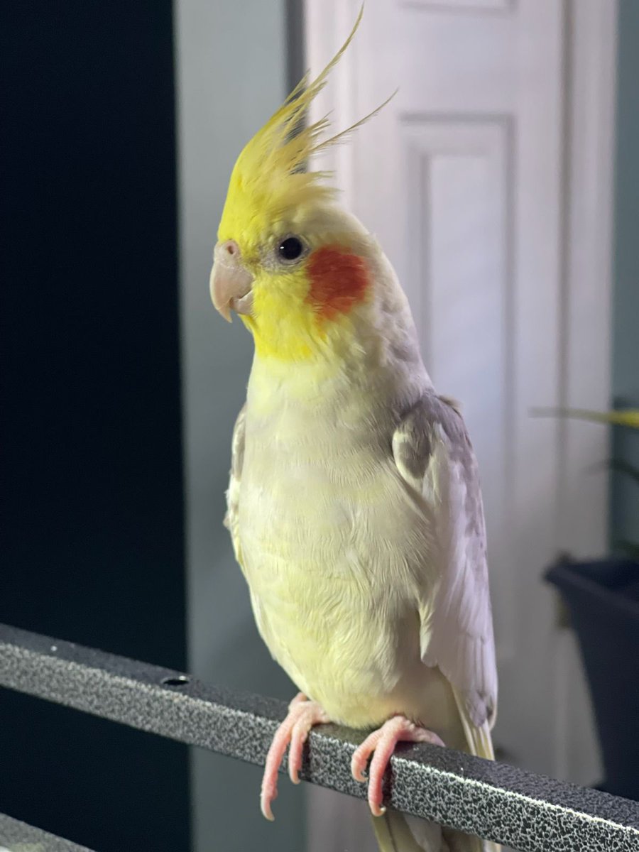 Ozzy escaped from a home on Apple Orchard Dr, Billerica. Please keep an eye out and call with any sightings 857-205-4140 or AC 978-205-9639