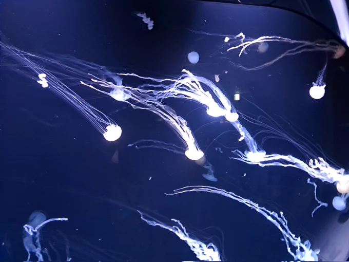 流星群みたいなクラゲだったんだな、トホホ 