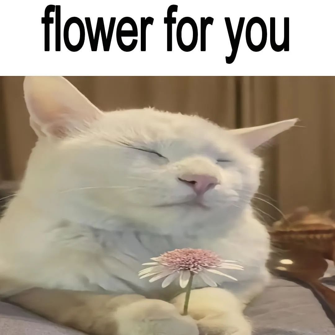 PunchingCat's tweet photo. https://t.co/dLfubNeMs3