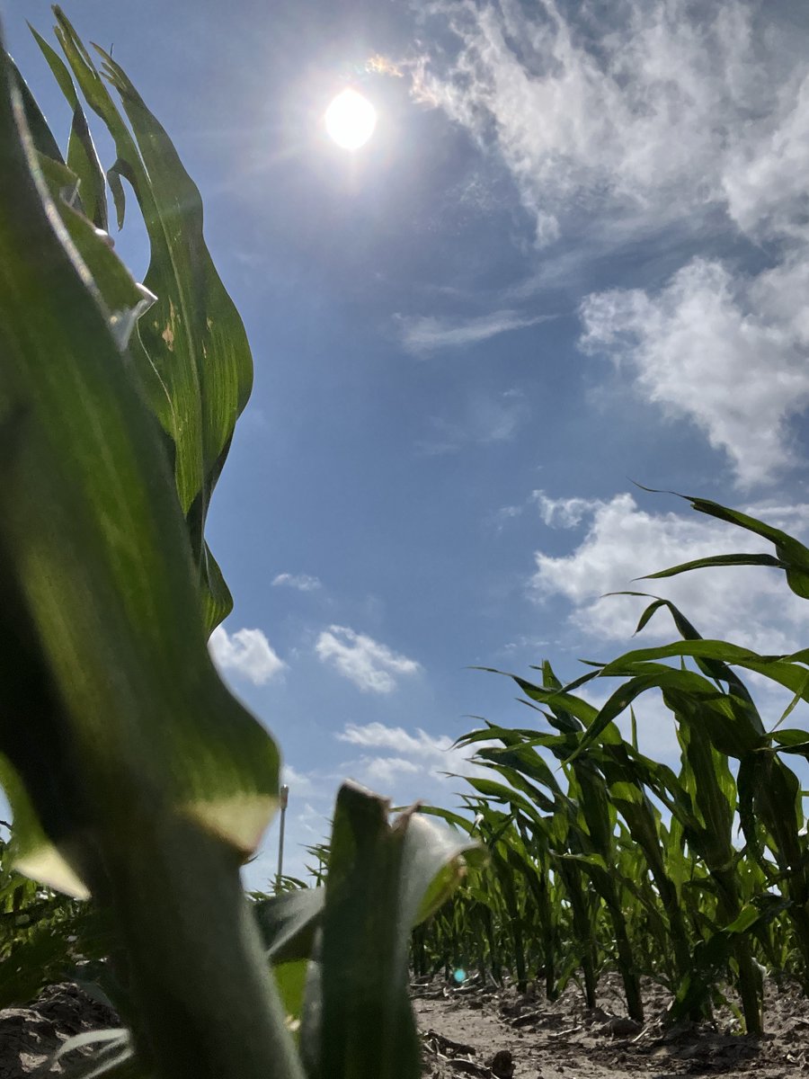 🚜🌱 Unlock the power of precision agriculture with Groguru’s CRM probe! 💧✨ Optimize water use and maximize your farm’s efficiency. Elevate your farming game and watch your productivity soar. #PrecisionAgriculture #FarmSmart #GroguruCRM #WaterEfficiency #MaximizeYield 🚀👨‍🌾