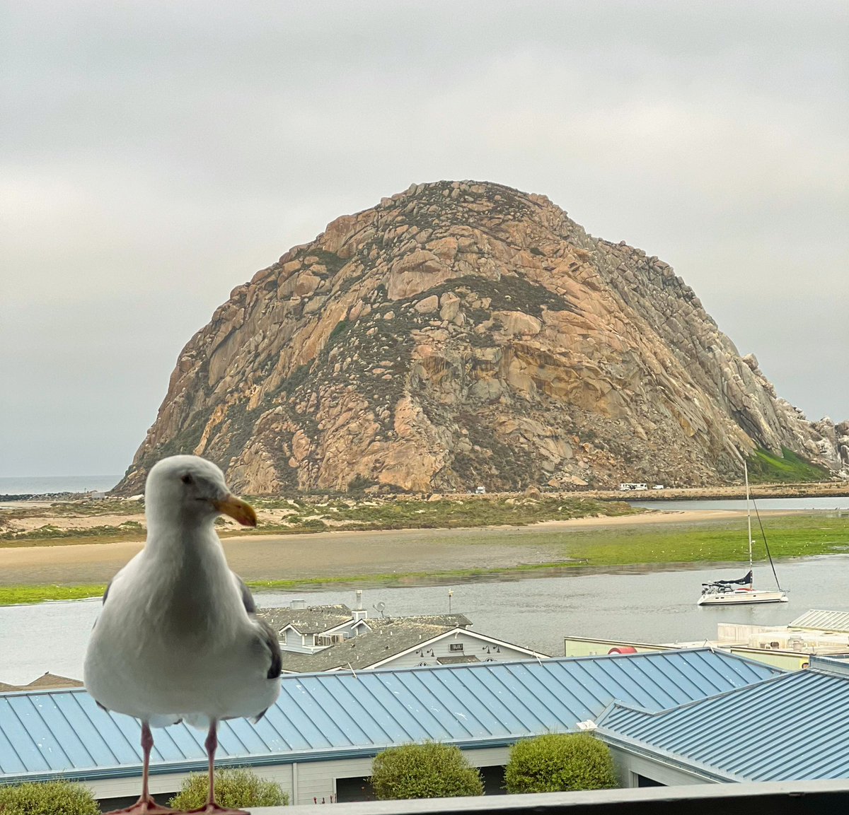 Well, good morning to you, too, Morro Bay. #hospitalitygull