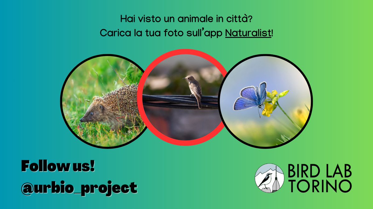 Il pigliamosche comune è un piccolo uccello passeriforme dal canto e dal piumaggio poco appariscenti. Lo avete mai visto? 🏡

Vuoi aiutarci a monitorare gli animali della tua città? Diventa #volontario! urbio.unimi.it

#biodiversity #citizenscience #pigliamosche
