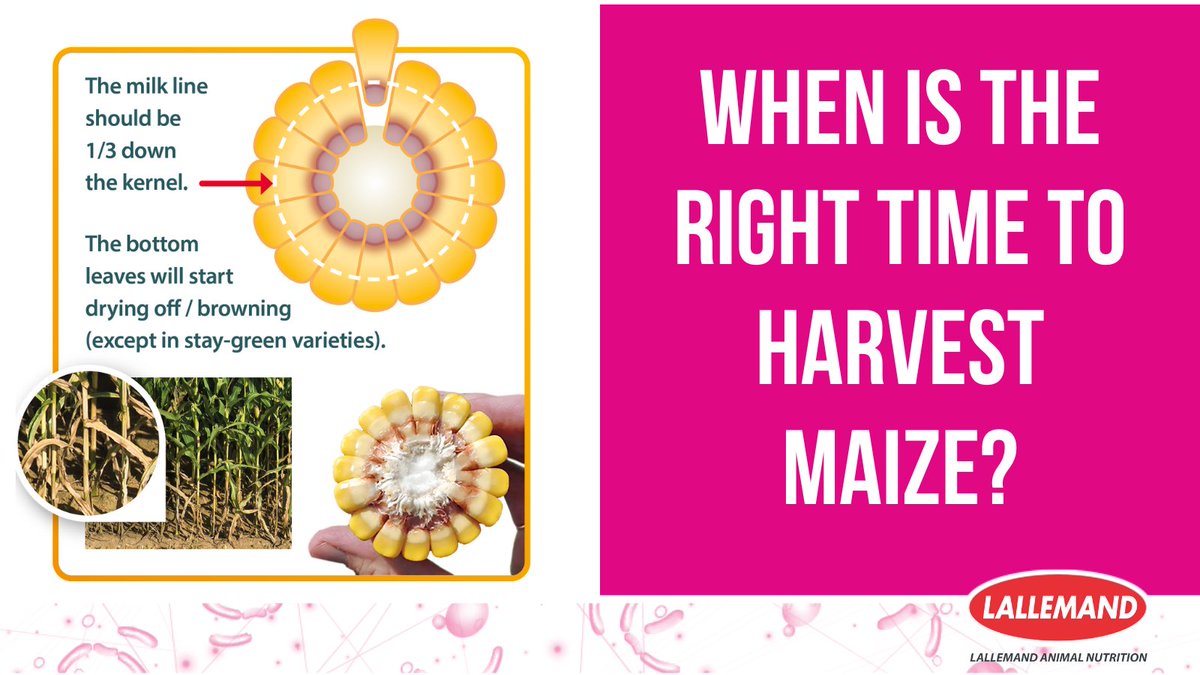 How to spot when #maize crops are ready for #harvest 🌽 🚜
· The leaves on the plant will go brown
· Twist the stem of the crop until moisture begins to drip out. 1-2 drops suggests the crop is ready to be cut
· The milk line on the kernel is two thirds of the way down the kernel