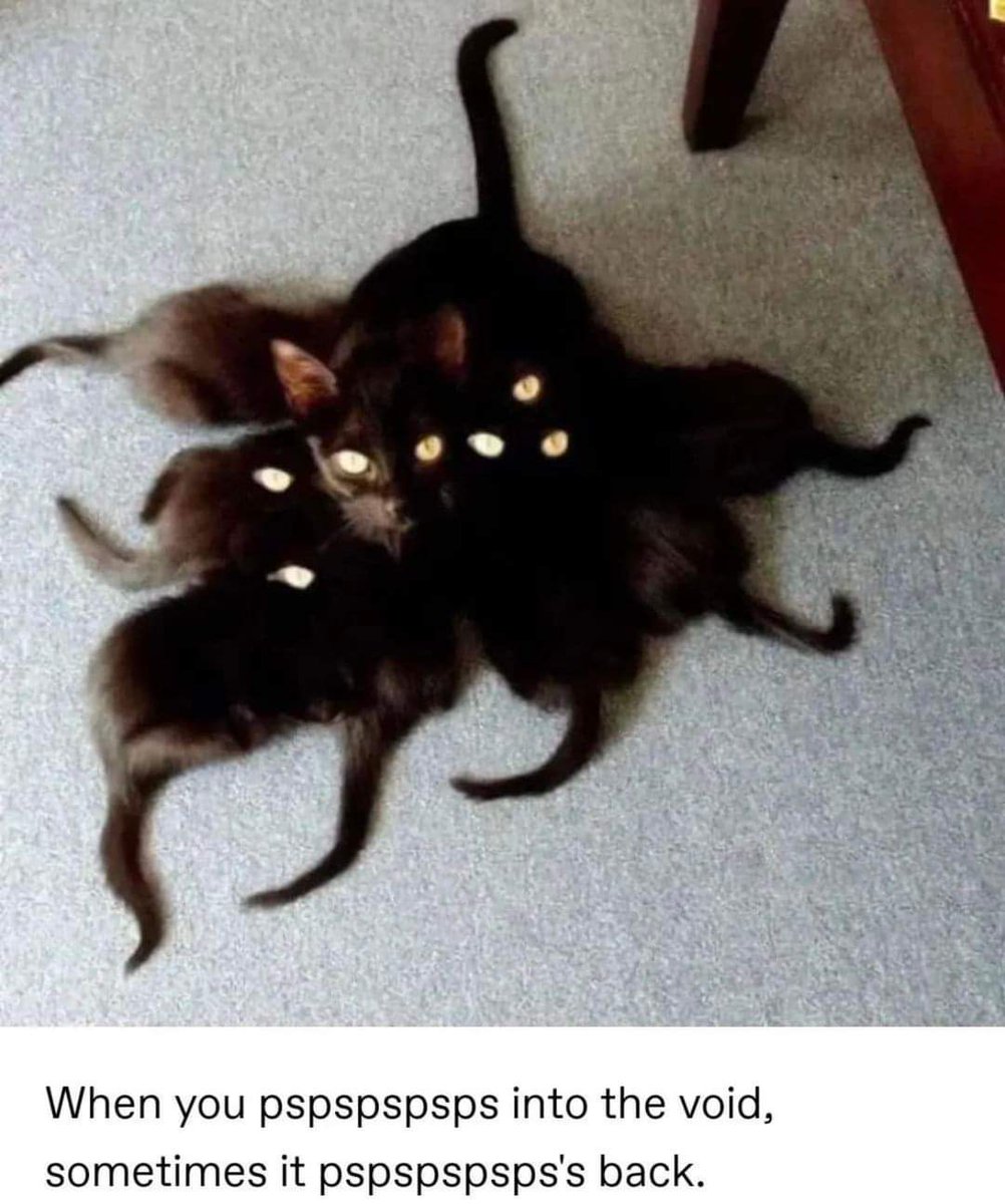 cats who share one braincell (@catbraincell) on Twitter photo 