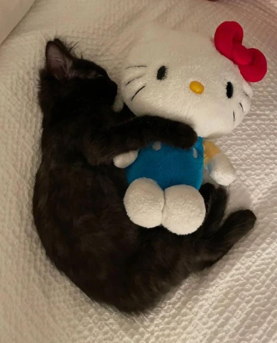 Catsillyness's tweet photo. Eepying https://t.co/6AFDPk3DKT
