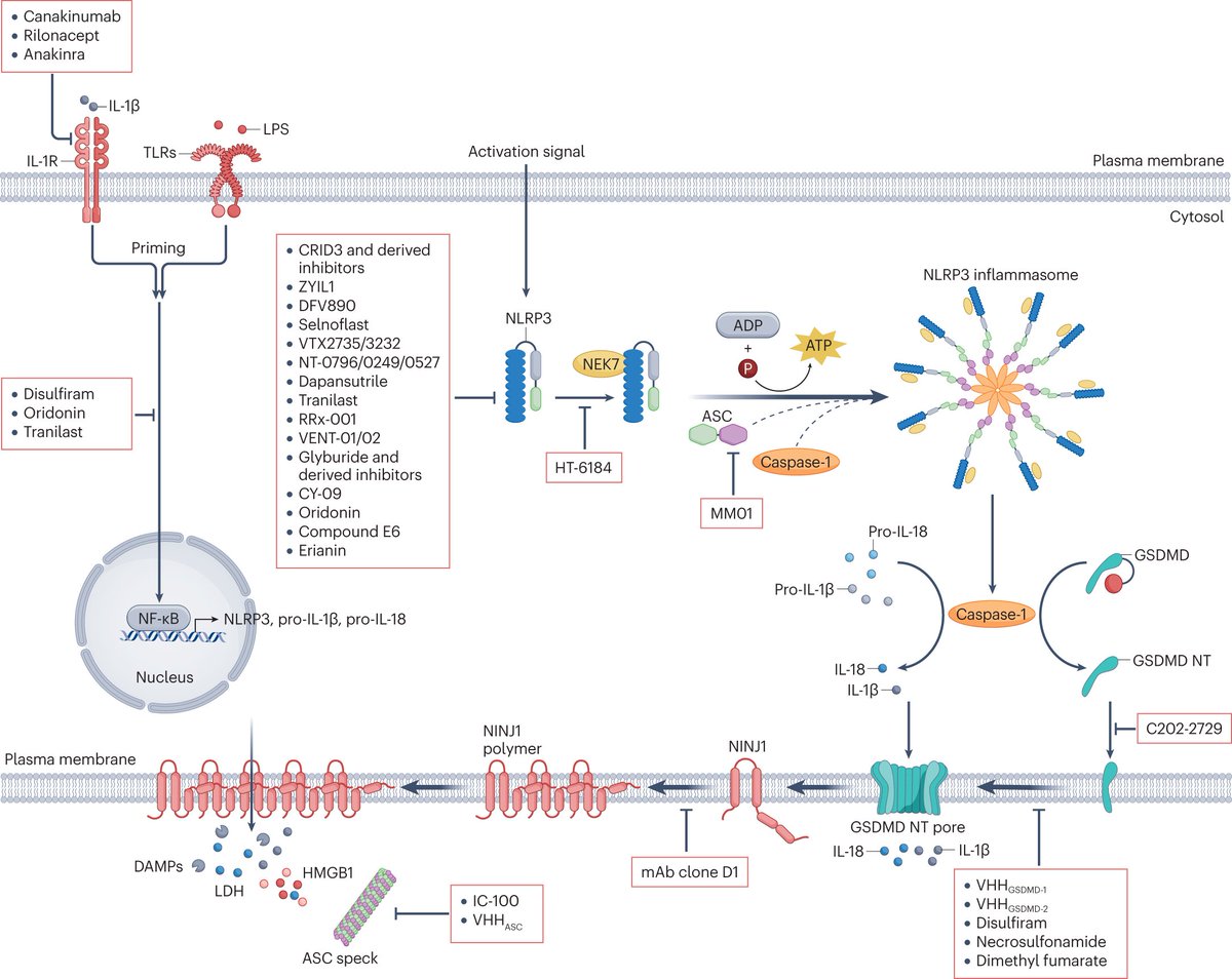 Nature Reviews Drug Discovery (@natrevdrugdisc) on Twitter photo For readers interested in inflammasome signalling as a therapeutic target, here's a comprehensive review nature.com/articles/s4157… rdcu.be/dRHBe For readers interested in inflammasome signalling as a therapeutic target, here's a comprehensive review nature.com/articles/s4157… rdcu.be/dRHBe
