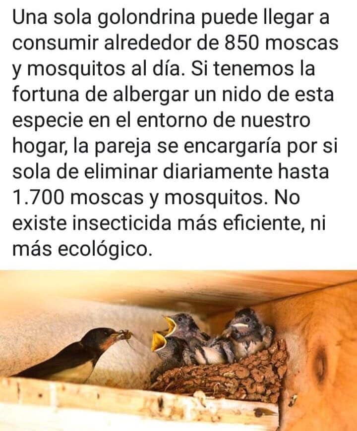 Si no quieres que te coman los mosquitos, ayuda a las golondrinas.