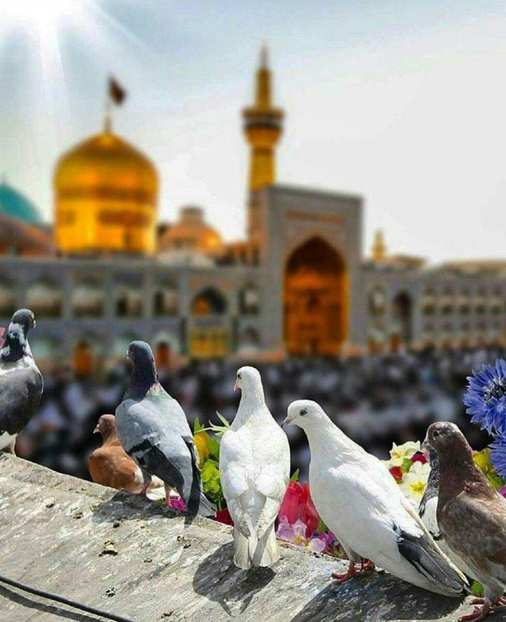 iZaralicious's tweet photo. The most compassionate Imam, Imam Ali Reza a.s.
May Allah pak grand us the ziyarat of His a.s holy shrine, ameen. 

#MartyrdomOf_MolaRaza https://t.co/umMjtQgGI0