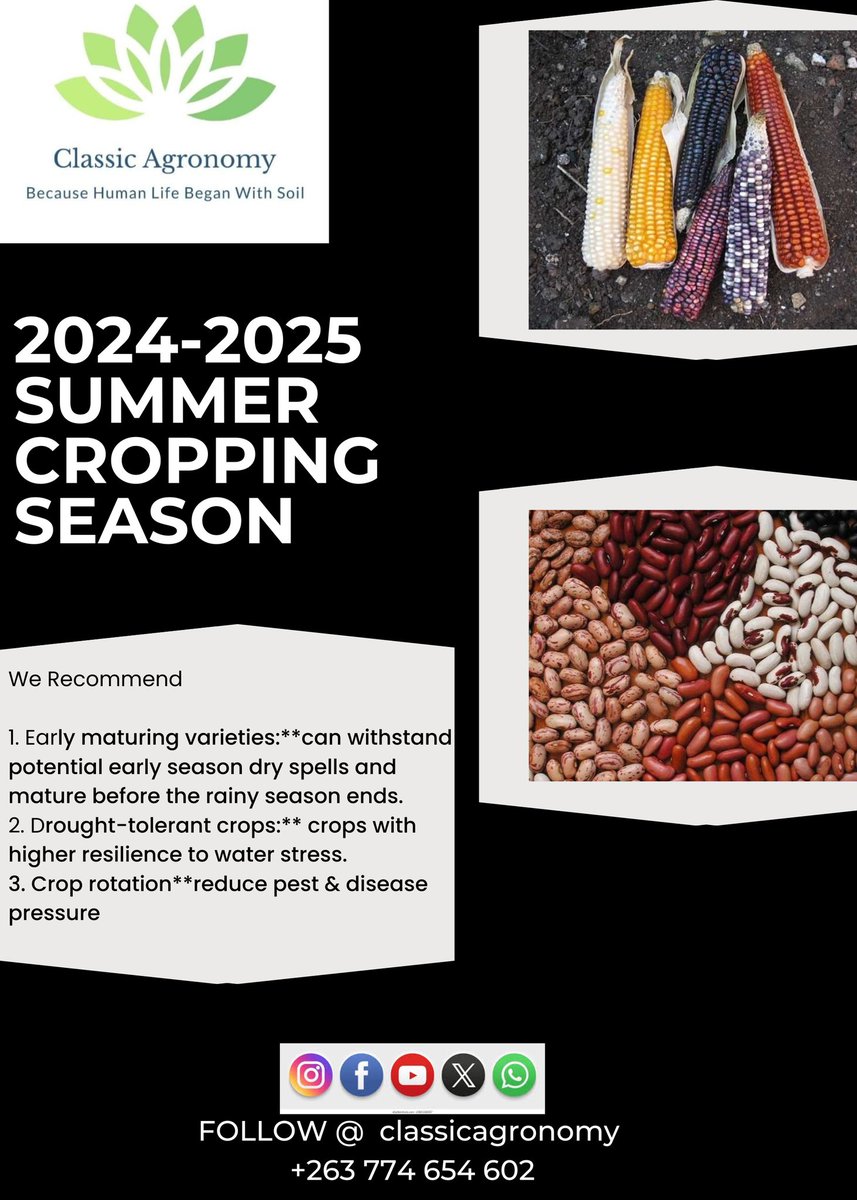 Crop Selection 

Beat the La Niña blues with the right crop choices! 🌱
 Opt for early maturing varieties that can withstand potential dry spells. 
Our experts can help you select the best crops for your farm#LaNinaFarming #CropSelection #ZimbabweAgriculture 
#cropselection