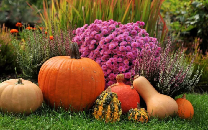 The very hot, dry summer of 2024 is over. With the beginning of autumn, the work in the garden does not end; in addition to processing the harvest, it is necessary to clean the site and prepare the plants for the winter season. In autumn, you need to water bushes and trees to