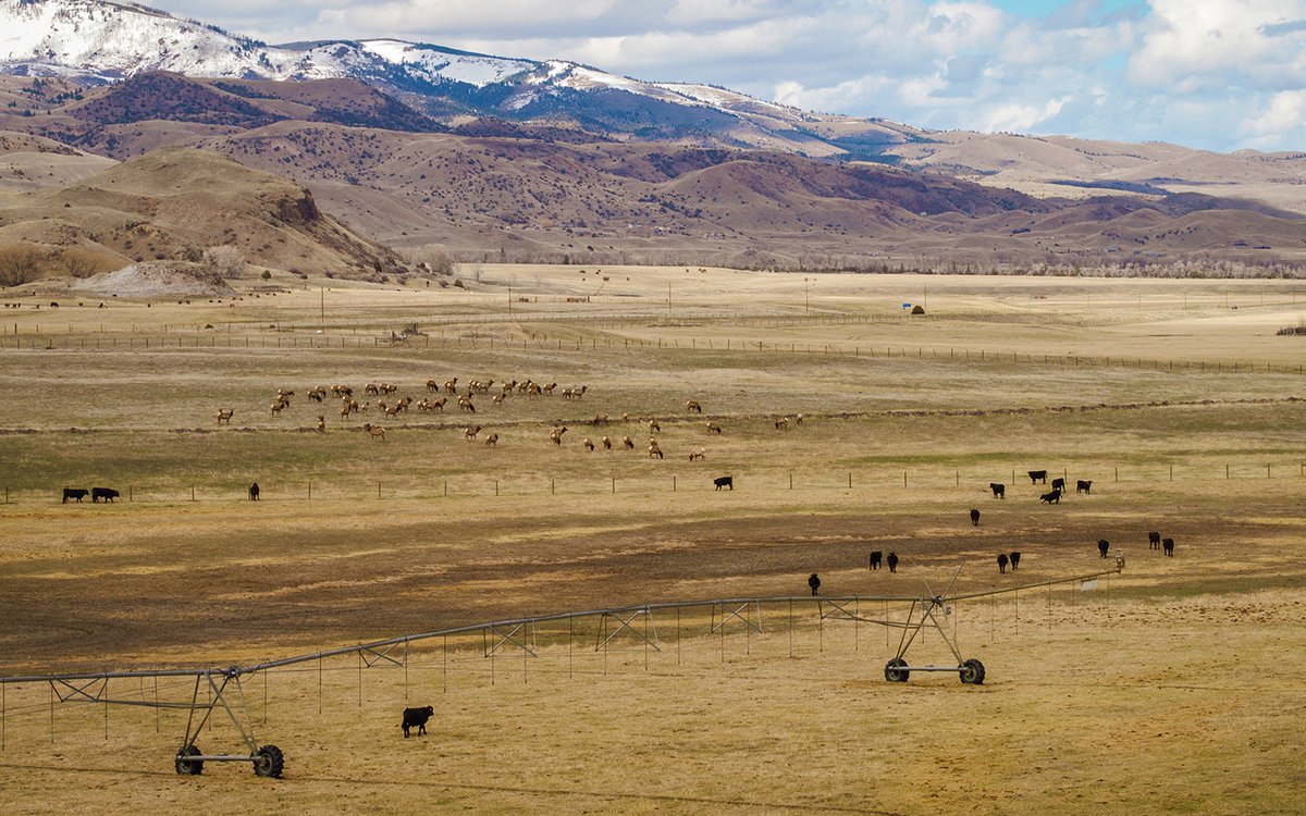 New paper: "Developing new tools to de-risk wildlife occupancy on private lands"

Out now <a href="/ConservationSP/">Conservation Science and Practice</a> w/ <a href="/kristinjbarker/">Kristin Barker</a>, Arthur Middleton, <a href="/BrianYablonski/">Brian Yablonski</a>, and Ben Foster, exploring innovative tools to reduce risks wildlife pose to private landowners.
conbio.onlinelibrary.wiley.com/doi/10.1111/cs…