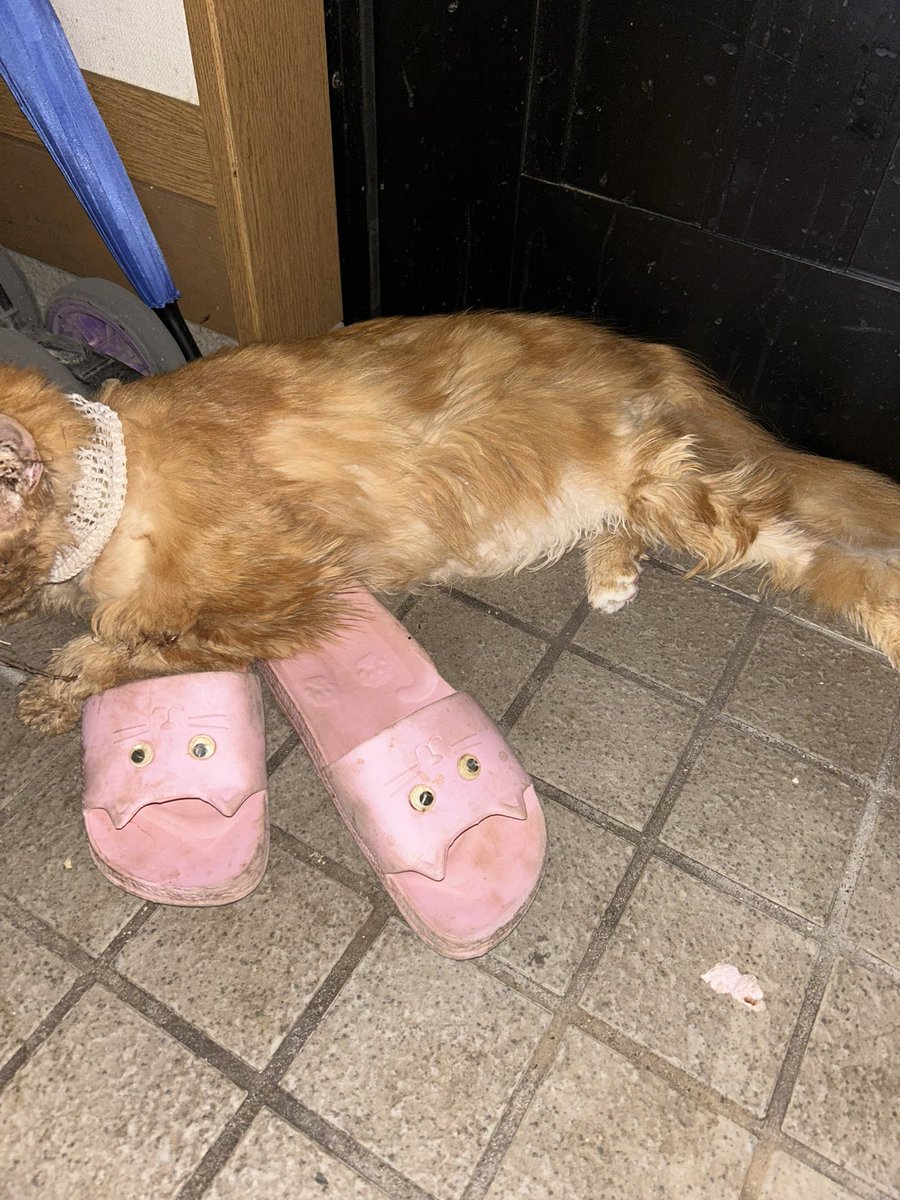 pocomomomo's tweet image. どうかこれ以上苦しまないように、少しでも穏やかに過ごせますように