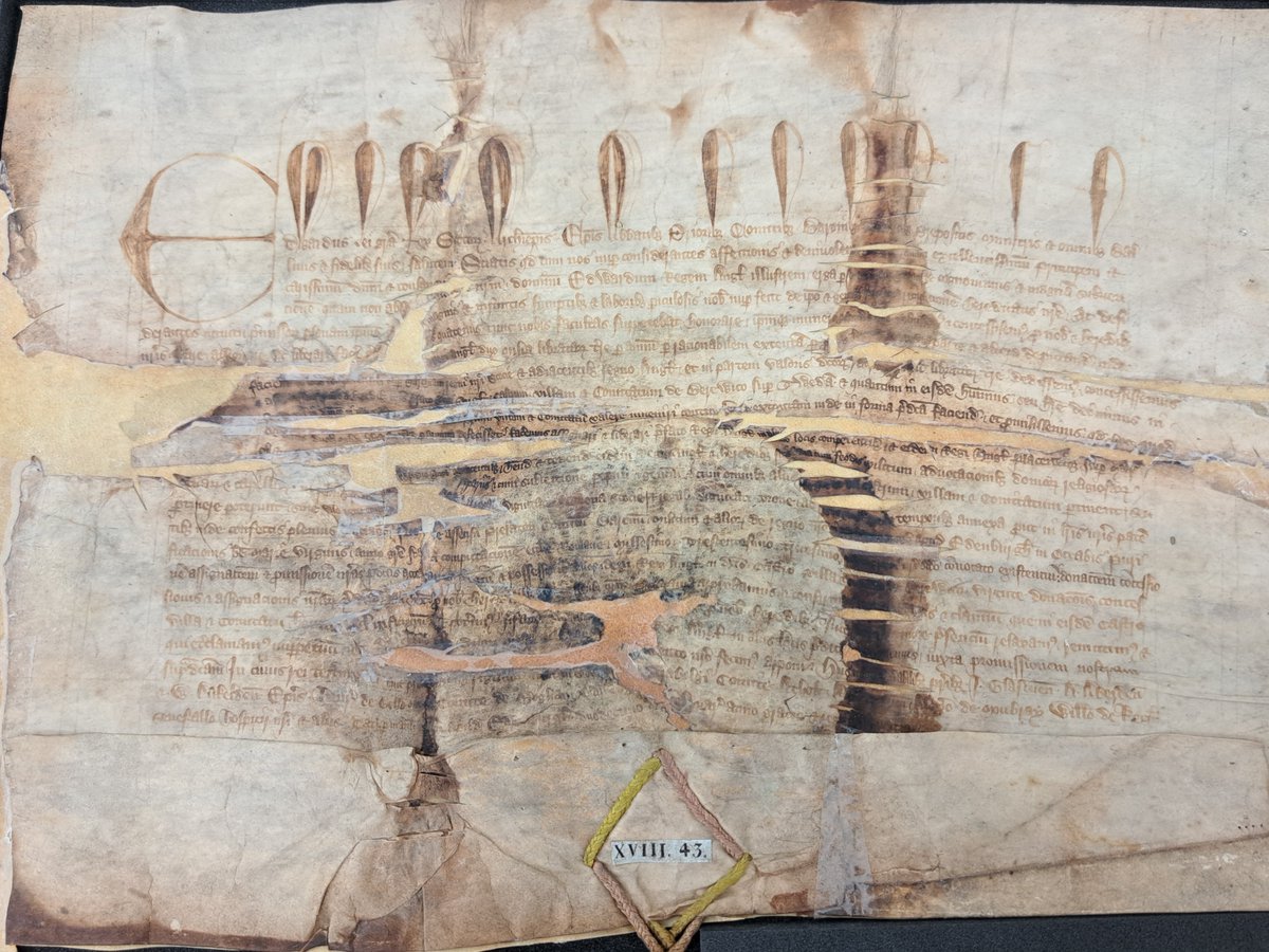RFMacLellan's tweet photo. Charter of Edward Balliol, 'king of Scots', to Edward III of England, granting him Berwick-upon-Tweed and lands around it. Cotton Ch XVIII 43. #medievaltwitter #hiddencollections https://t.co/FcjbYSvhzX