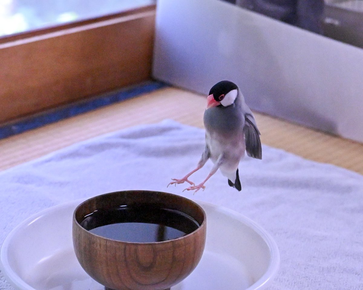harukas*( •ө•)4羽の文鳥と tweet media