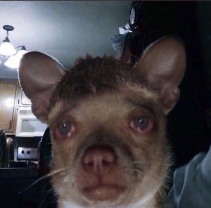 D50695Icon's tweet image. Me telling the kikomando guy about my life so that he puts more beans for me 
The kikomando guy: