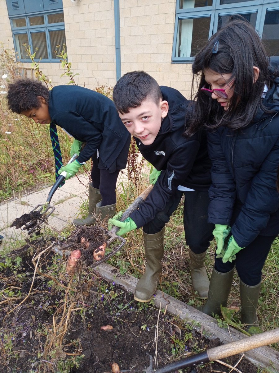 ESA1b came out to the garden to help dig up our potatoes for tomorrow's Garden Market where we will sell the garden produce