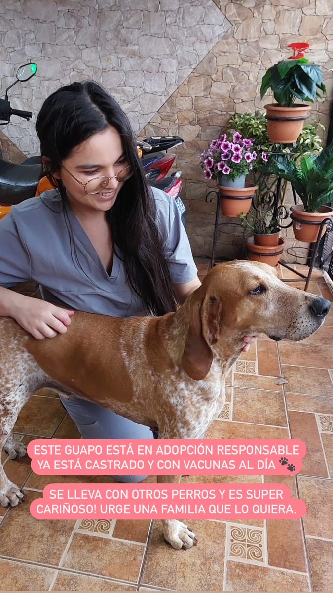 Tenemos este sabueso guapísimo en adopción responsable! Ya está full vacunas, castrado, desparasitado y listo para conocer a una familia que lo quiera! A él lo rescatamos de un dueño que le pegaba mucho y fueron sus gritos lo que alertaron a los vecinos. Ayúdenme a compartir🥹❤️‍🩹