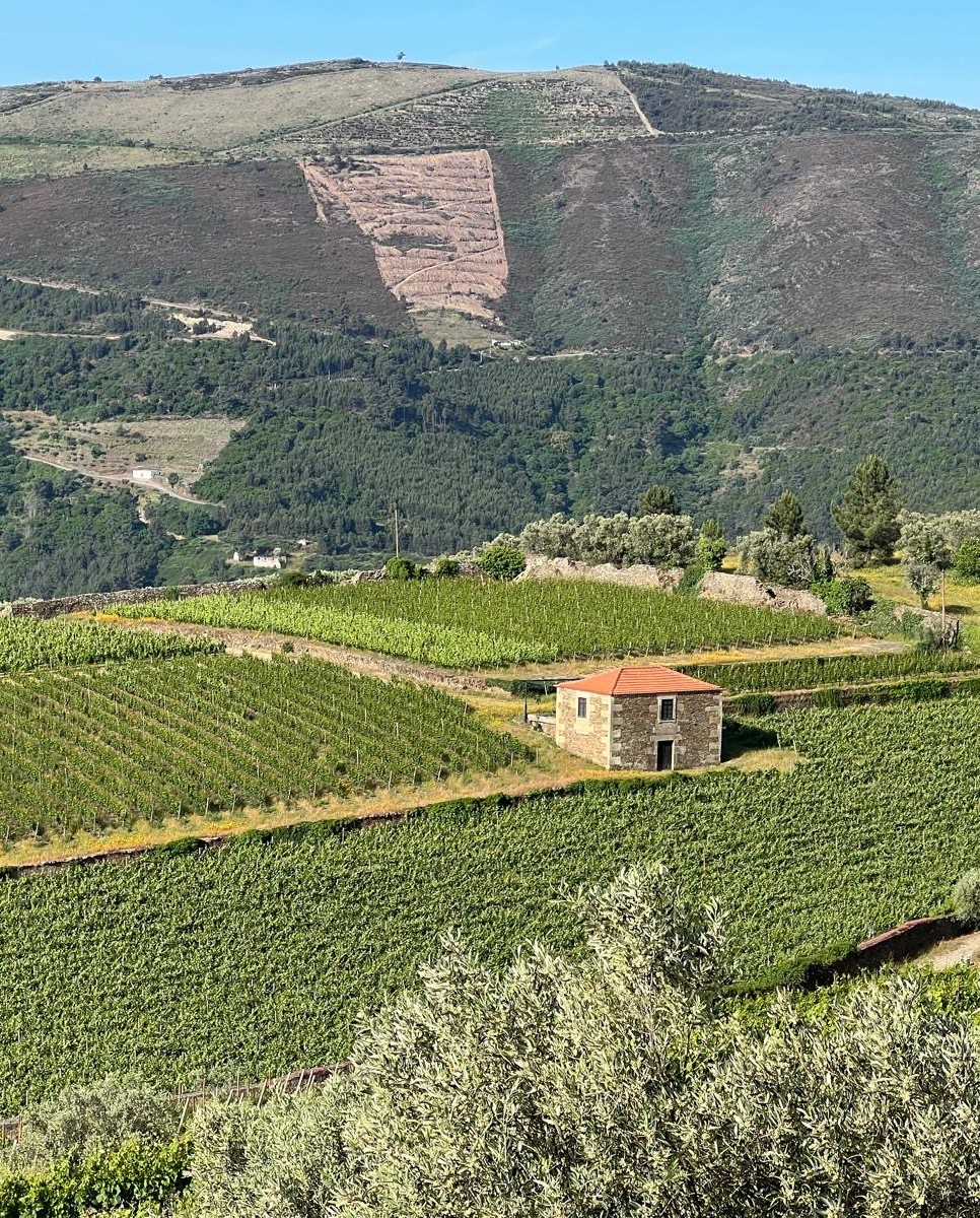 Symington Family Estates tweet media