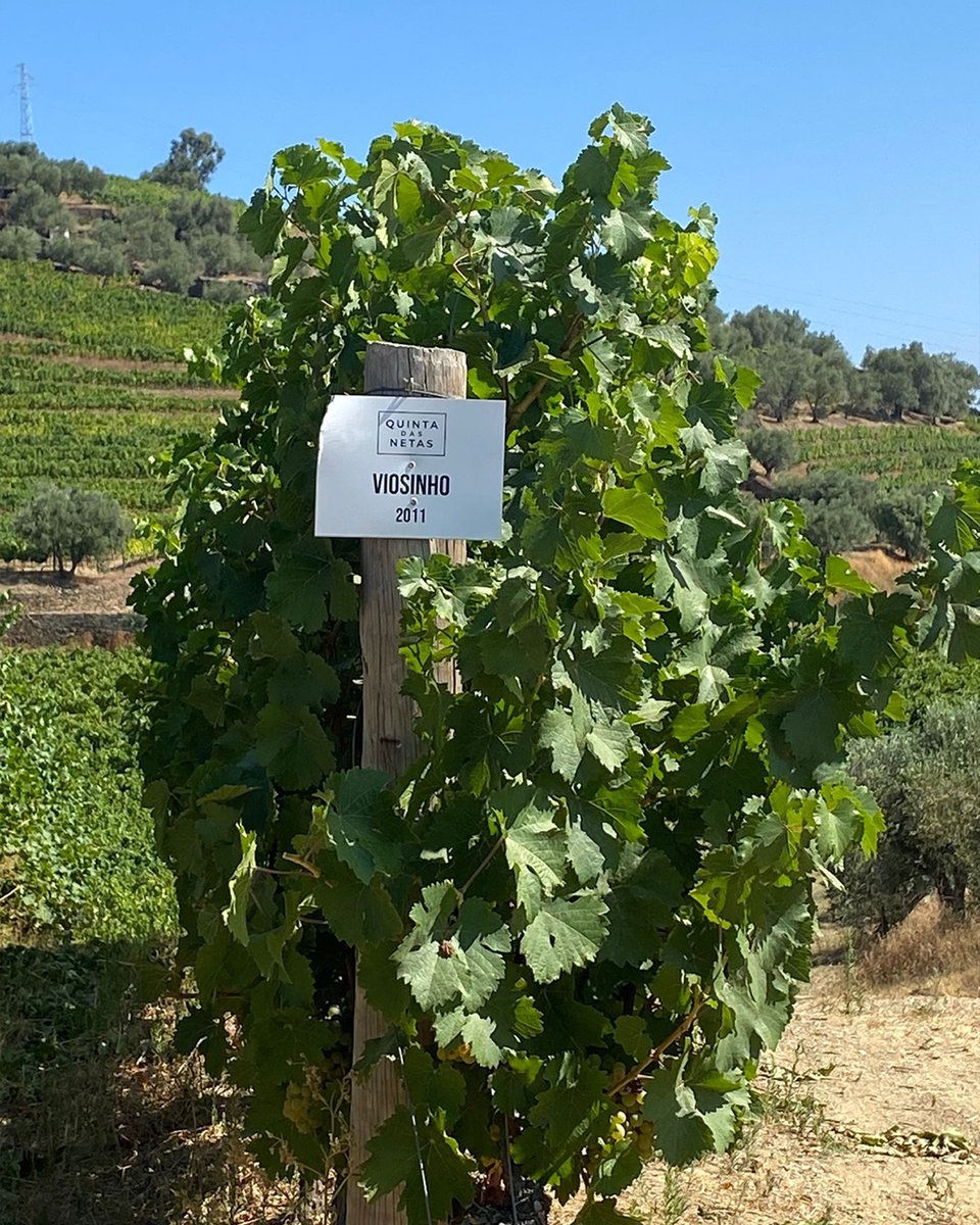 Symington Family Estates tweet media