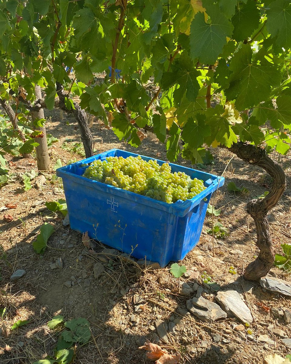 Symington Family Estates tweet media