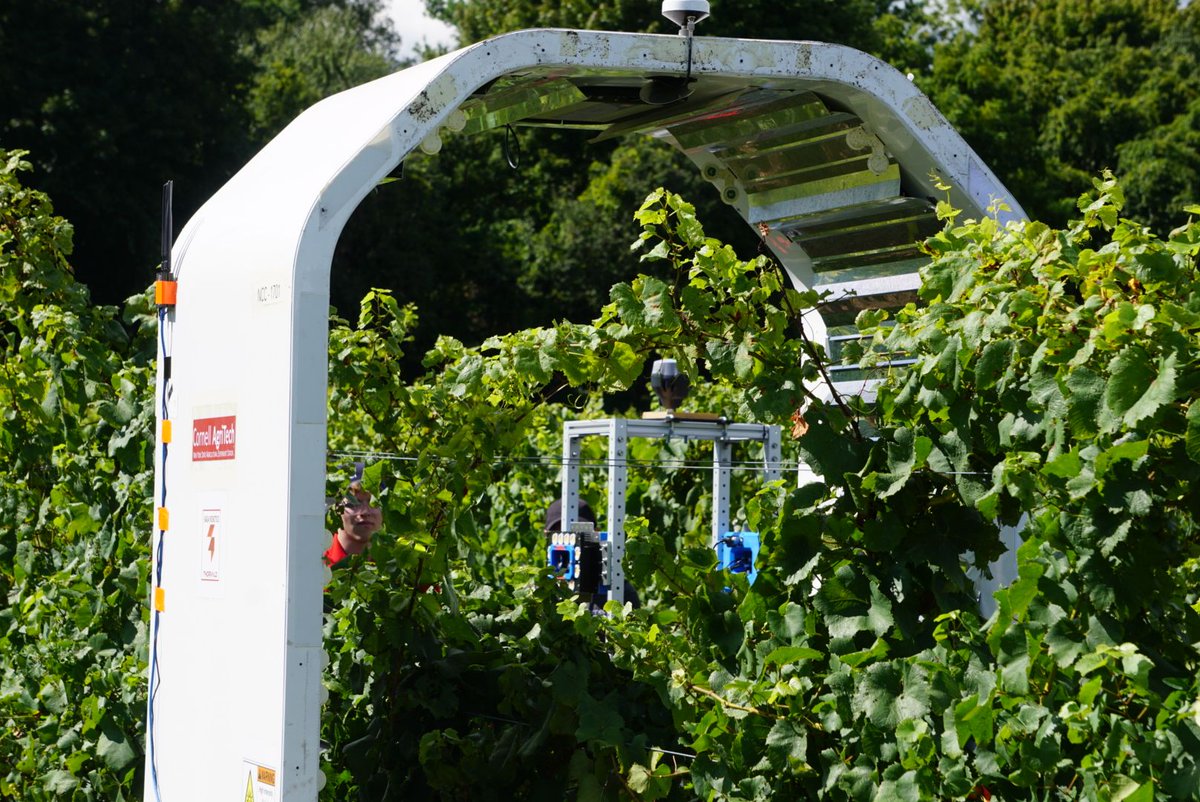 Cornell's tweet image. It may seem like @NASA is an unlikely candidate to help in food security, but through a partnership between the agency and @CornellAgriTech  and @CornellCALS, innovative tools are being developed to help bolster disease detection in specialty crops.
 
More at