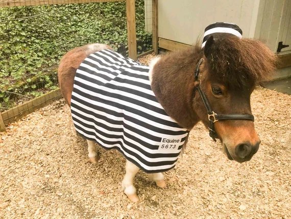 horseimage's tweet photo. mini horse wearing prisoner outfit imprisoned for unknown crime possible theft of hay dangerous felon who’s not to be trusted https://t.co/moHRZXUh2c