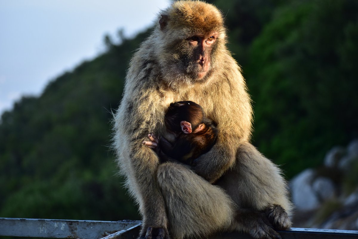 Macaques in Gibraltar can be quite aggressive with each other, resulting in injuries, like these 2 females from Cable Car troop #Gibraltarmacaques. It may be different in other populations with less feeding competition <a href="/UCamArchaeology/">Cambridge Archaeology</a> <a href="/CamBioanth/">CambridgeBioAnth</a>