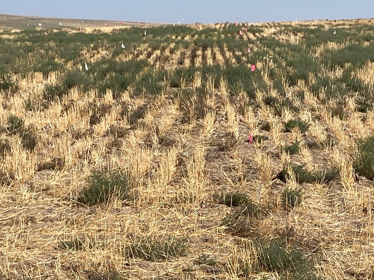 WSUweeds (@wsuweeds) on Twitter photo I recently visited our post-harvest Russian thistle control plots at the Lind Dryland Research Station. There was some regrowth visible 2 weeks after application, but an experimental herbicide from BASF was still providing excellent control. <a href="/WSUSmallGrains/">WSU Small Grains</a> <a href="/WSULindStation/">WSU Lind Dryland Research Station</a> I recently visited our post-harvest Russian thistle control plots at the Lind Dryland Research Station. There was some regrowth visible 2 weeks after application, but an experimental herbicide from BASF was still providing excellent control. <a href="/WSUSmallGrains/">WSU Small Grains</a> <a href="/WSULindStation/">WSU Lind Dryland Research Station</a>