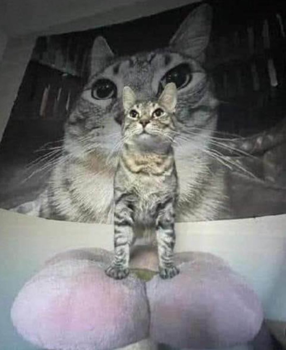 Í̵̛̛͂̀̋̇͆̂̐̓̏͐͆̃̍̋̀͋͂͑͛͐̀̄̉̂́͆̀͐͑̆̓͊̍̎̀̒̍͆̅̋̕̕̚̕͘ tweet media