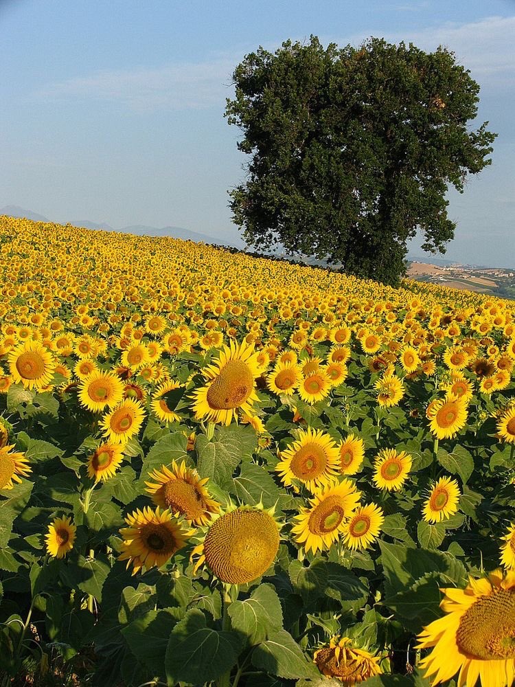 sunflowerchives's tweet photo. sunflower field https://t.co/Y03wRQL7Zs