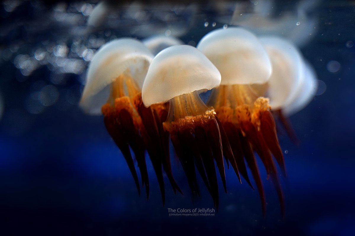 仲良く列を組んで行進!
ビゼンクラゲ
kurage.aquariuming.com/?p=15548
#クラゲ #jellyfish #水母 #海月

クラゲにインスパイアされた楽曲を作詞・作曲中...